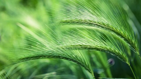 Free from grass awns