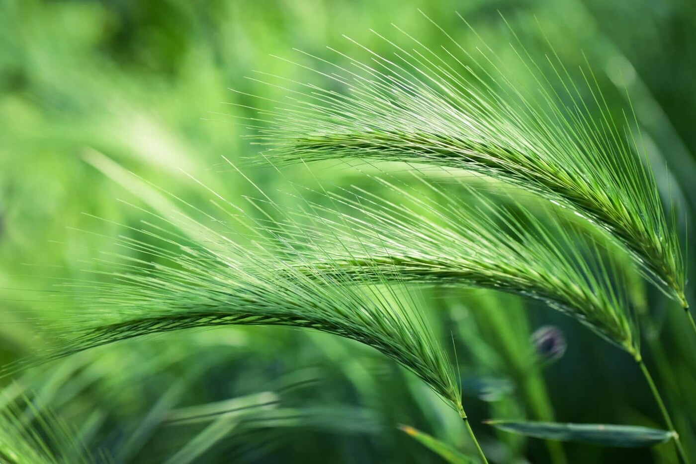 Free from grass awns