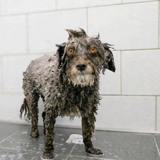 Wassen en drogen